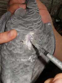 Внутримышечный укол крупной птице - как делать инъекцию попугаю